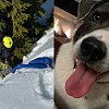 <span style="font-weight:bold;">UPDATE:</span> BC dog reunited with owners after going missing in mountains