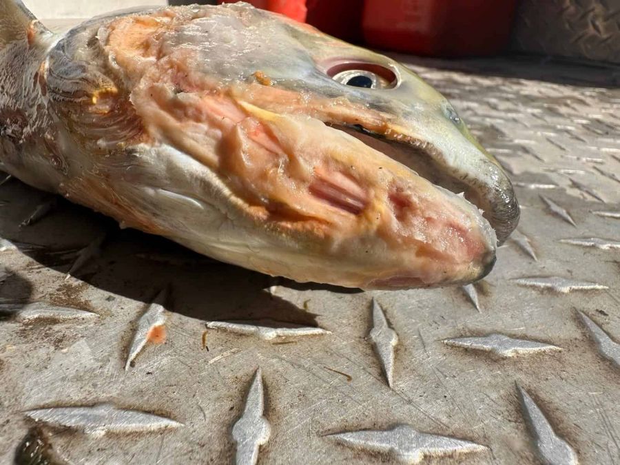 <who> Photo Credit: DFO stock assessment</who> Physical damage to a Chilko sockeye recovered at the spawning grounds in September 2024. 