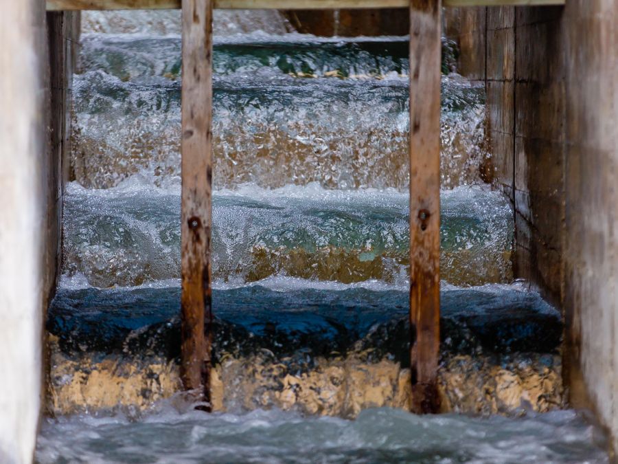 <who>Photo Credit: NowMedia/Gord Goble</who> The dam fishway, reopened in 2019, didn't live up to the hype