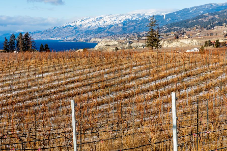 <who>Photo Credit: NowMedia/Gord Goble</who> Another pretty Naramata Bench scene