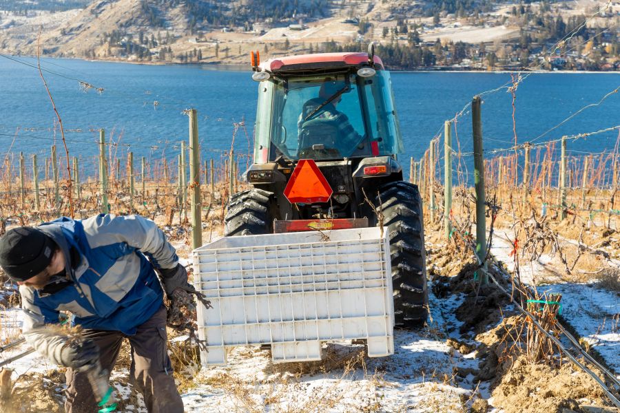 <who>Photo Credit: NowMedia/Gord Goble</who> Removing cold-impacted dead vines at Blasted Church