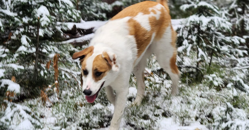 <Who>Photo credit: Muddy Paws Dog Walking</who>Bree