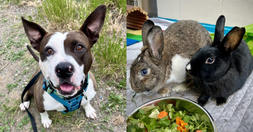 <who> Photo Credit: BC SPCA
