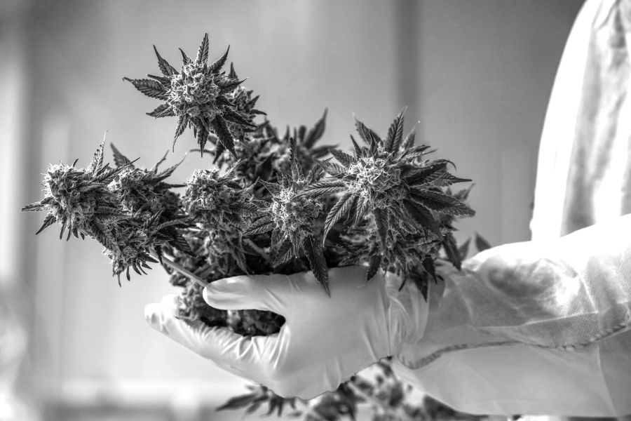 <who>Photo credit: Avant</who> Avant Brands is a Kelowna-based grower and seller of small-batch cannabis products.