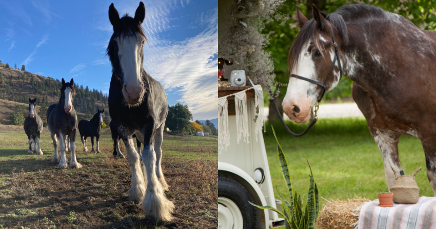 <who>Horse Drawn Okanagan 