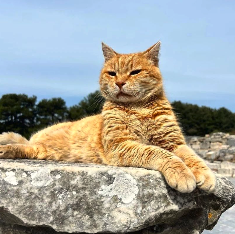<who>Photo credit: Instagram</who>Garfield of Ephesus looking majestic on his Instagram page.
