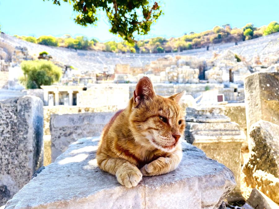 <who>Photo credit: Steve MacNaull/NowMedia Group</who>Garfield of Ephesus in front of the 20,000-seat Grand Amphitheatre at the archaeological site in Turkey.