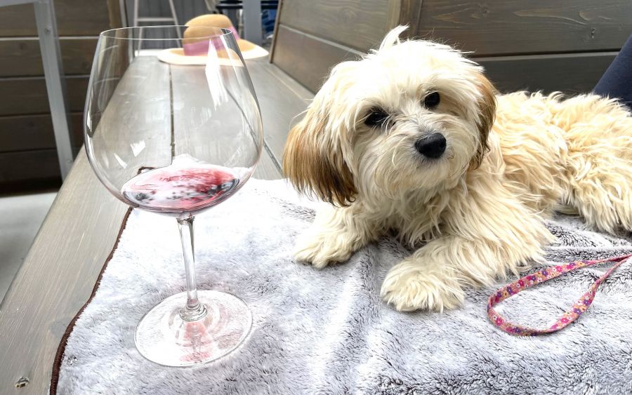 <who>Photo credit: Steve MacNaull/NowMedia Group</who>Solvero's wine tasting patio is dog-friendly.