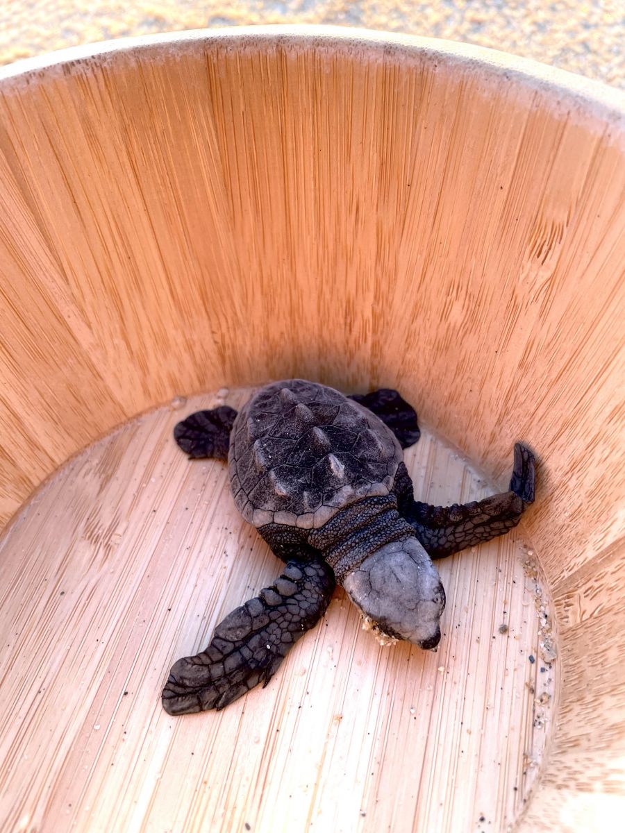 <who>Photo credits: Steve MacNaull/NowMedia Group</who>Baby turtle in a bowl, ready for release.