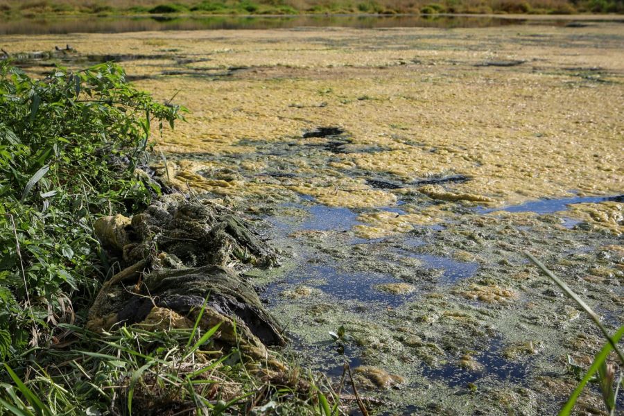 <who> Photo Credit: Aaron Hemens</who>Wolfe Creek, downstream from the Copper Mountain Mine’s tailings dam, pictured in smǝlqmíx homelands on Sept. 27, 2024. In 2021, the mine at one point exceeded the legal limit of copper waste discharged from its tailings pond into the creek by more than 4,500 per cent.