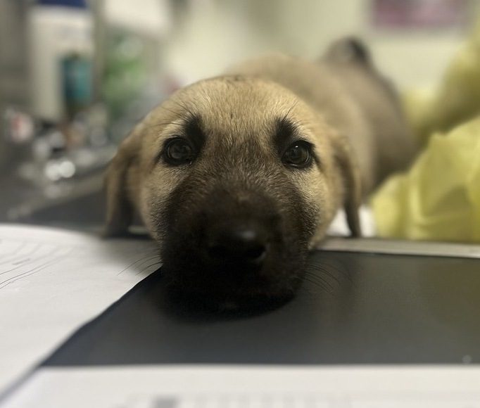<who>Photo Credit: BC SPCA