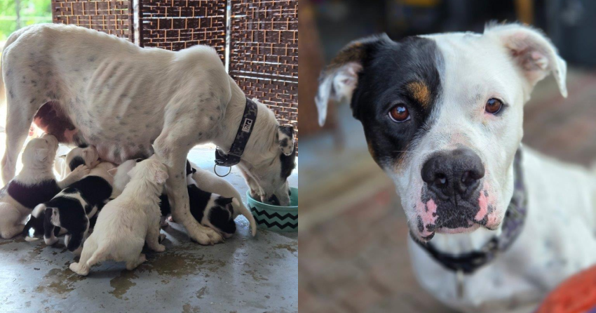 <who> Photo Credit: BC SPCA </who> Bea and her three-week-old puppies.