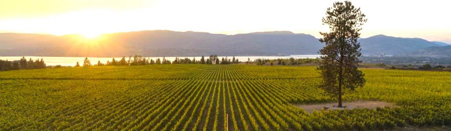 <who>Photo credit: Ailm Estate</who>Ailm Estate is named after the huge, lone pine tree in the middle of the vineyard.