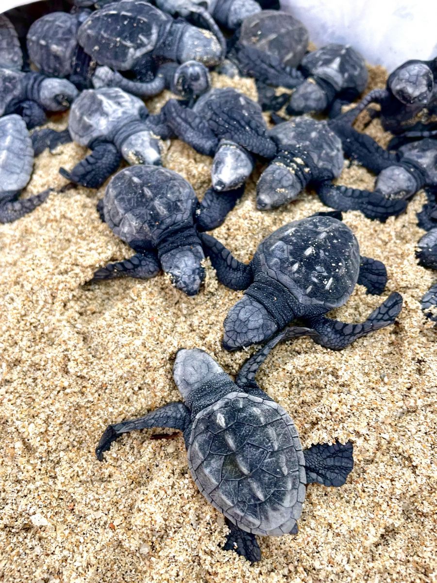 </who>Baby turtles in a basket awaiting distribution to tourists.