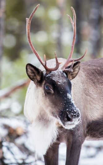 <who>Photo credit: David Moskowitz/Wilderness Committee</who>The Syilx Okanagan Nation wants an emergency order to protect critical southern mountain caribou habitat.