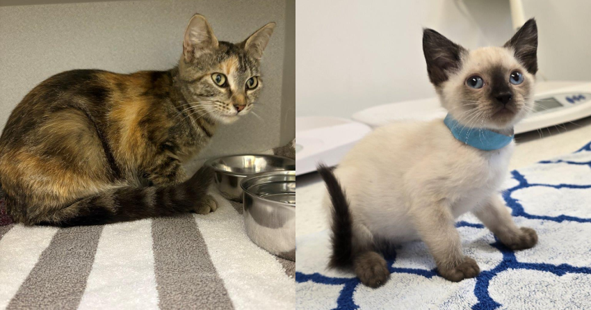 <who> Photo Credit: BC SPCA
