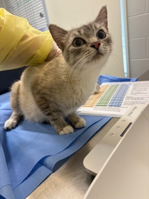 <who>Photo Credit: BC SPCA</who>Coral