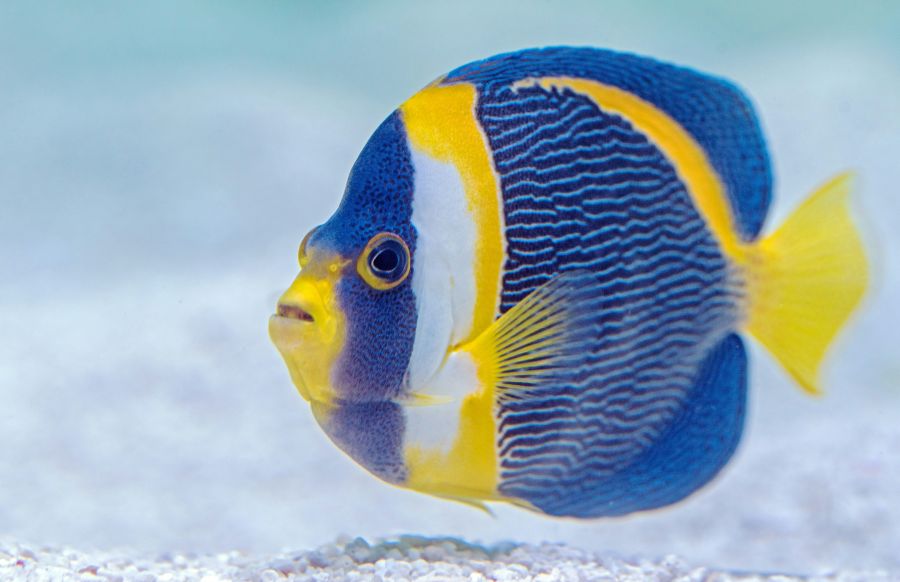 <who>Photo credit: David Clode on Unsplash</who>Don't leave your fish behind.