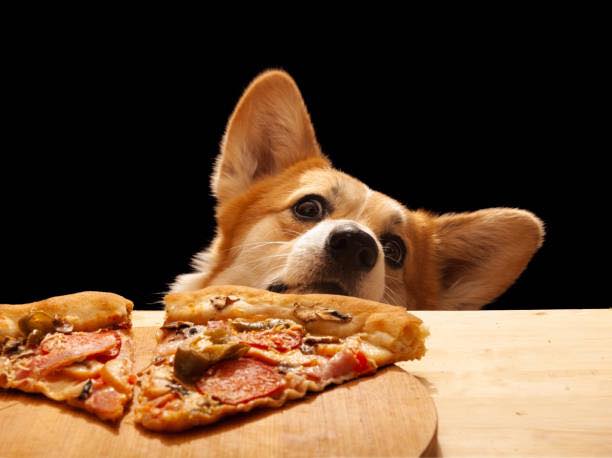 <who>Photo credit: So Fetch Canine Social Club</who>The dog cafe will serve human-grade food to dogs in formats we all recognized, from pizza and cupcakes to pancakes and charcuterie.