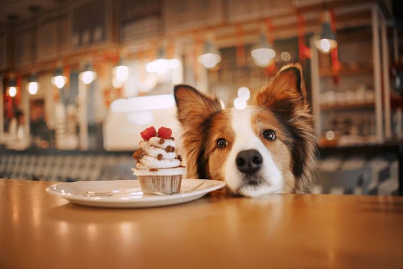 <who>Photo credit: So Fetch Canine Social Club