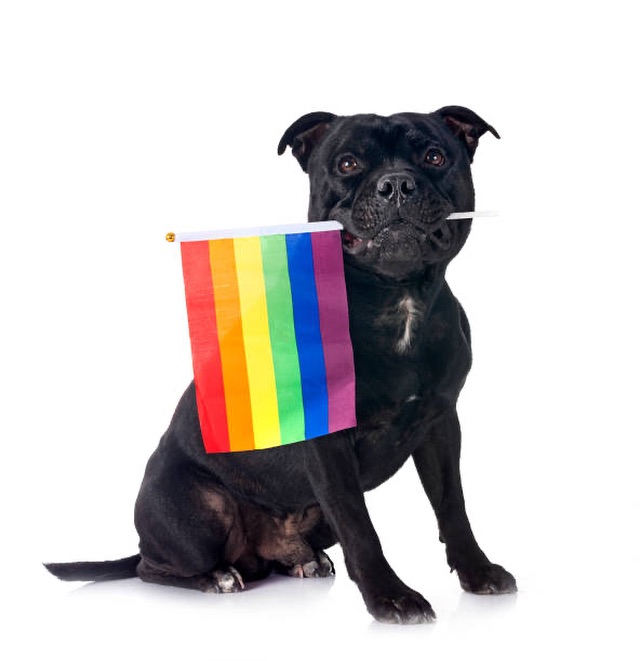 <who>Photo credit: So Fetch Canine Social Club</who>So Fetch will be inclusive.