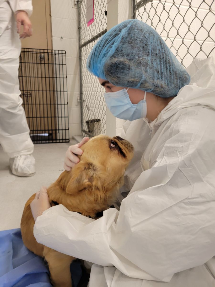 <who>Photo Credit: BC SPCA</who>A Frenchie during its intake exam.