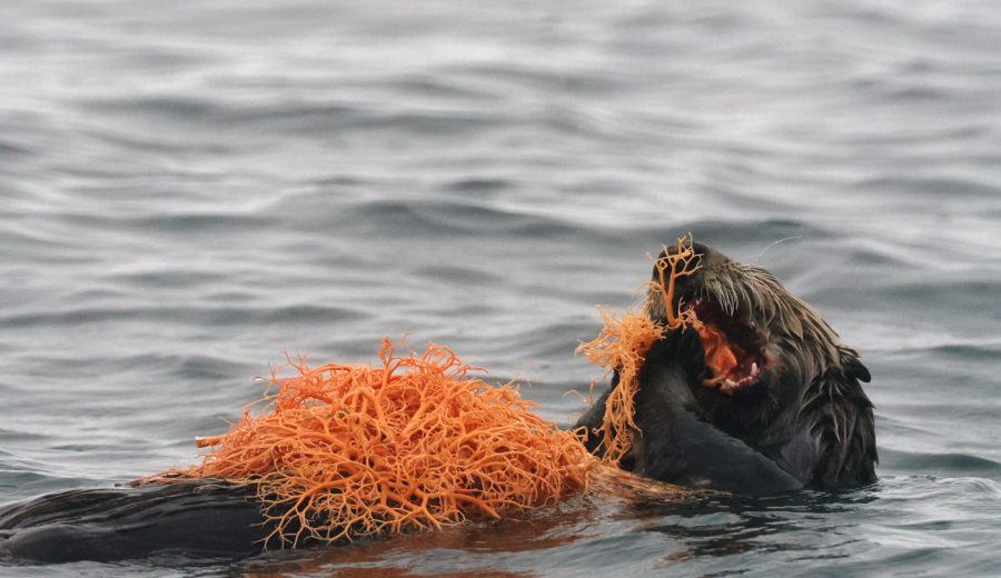 <who> Photo credit: LJI </who> Northern sea otter feeding on a basket star near the Inian Islands, Alaska.