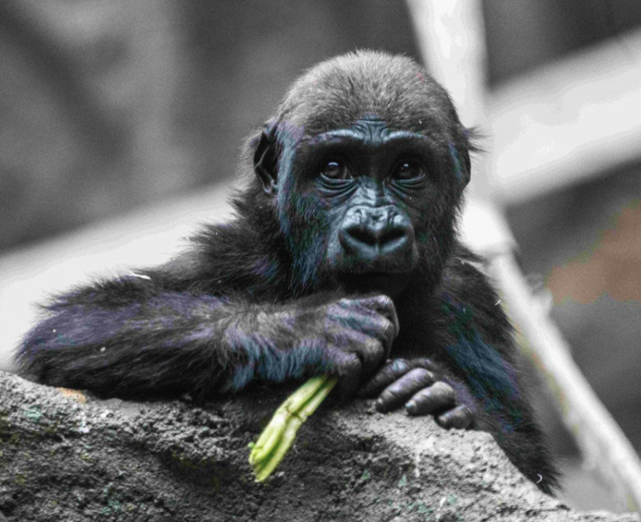 <who> Photo credit: Calgary Zoo </who> Lowland gorilla Eyare is shown in a handout photo. The death of the two-year-old female at the Calgary zoo has been determined to be the result of human error.