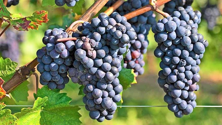 <who>Photo credit: NowMedia file</who>A cold snap in January decimated grape and soft fruit crops and has reverberated through the economy of the Thompson-Okanagan.