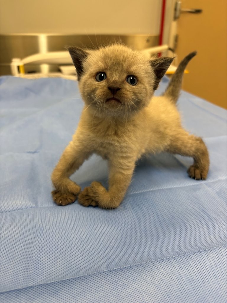 <who>Photo Credit: BC SPCA</who>Guppy