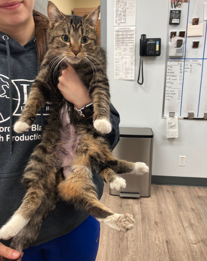 <who> Photo credit: Christine Koltun </who> Bitsy the cat, shown in this handout photo, was born with six legs. The one-year-old feline is now well on her way to having a new lease on life after a recent surgery to remove three of the legs.