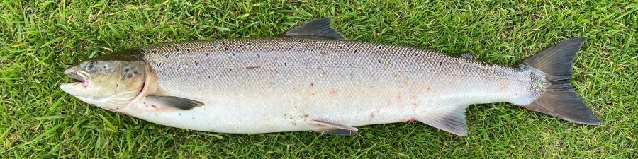 <who>Photo credit: John Cameron on Unsplash</who>BC salmon is in season.