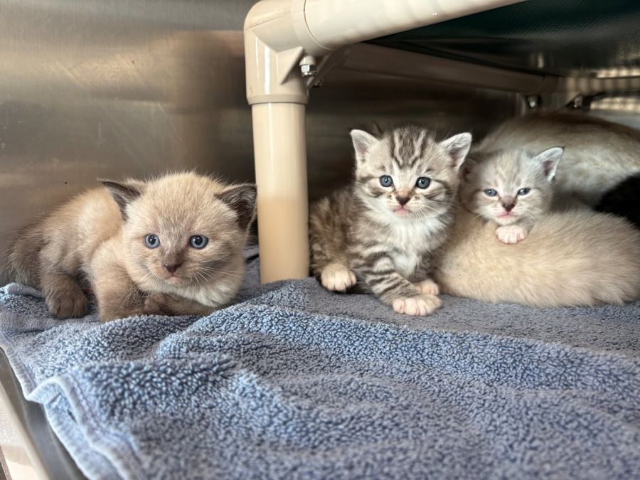 <who>Photo Credit: BC SPCA</who>Some of the healthy kittens