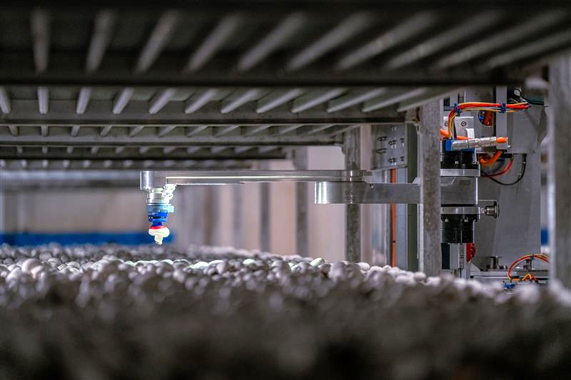 </who>AI-powered robots trim, harvest and pack mushrooms.