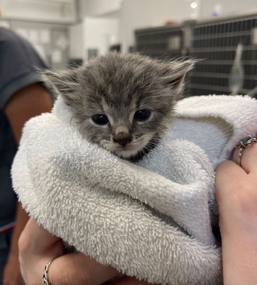 Okanagan humane cheap society