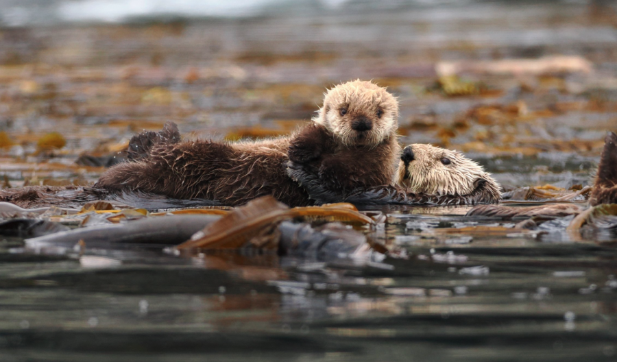 <who> Photo credit: LJI </who> Northern sea otter with a pup near the Inian Islands, Alaska, August 24, 2025.