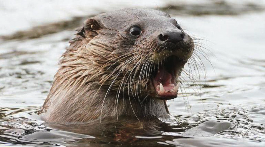 <who> Photo credit: Tseshaht First Nation </who> In late August the Tseshaht First Nation warned members of an aggressive mother otter with babies in the area above the log boom towards Rudy’s dock.