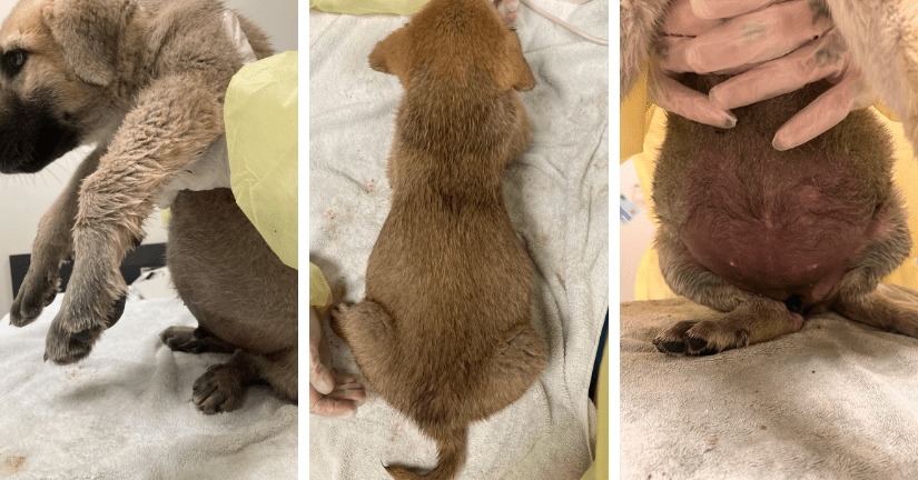 <who>Photo Credit: BC SPCA</who>A puppy with a distended stomach