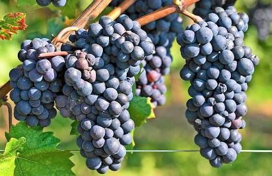 </who>Okanagan wineries can bring in grapes or juice from outside of BC again in 2025 to make wine.