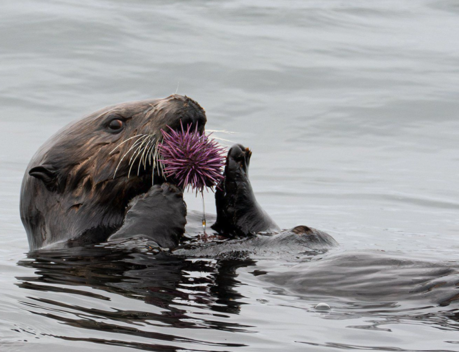 <who> LJI/Photo by Flickr/Ingrid Taylar [CC BY-NC 2.0] </who> A sea otter dines on a spiky purple sea urchin while floating in coastal waters.