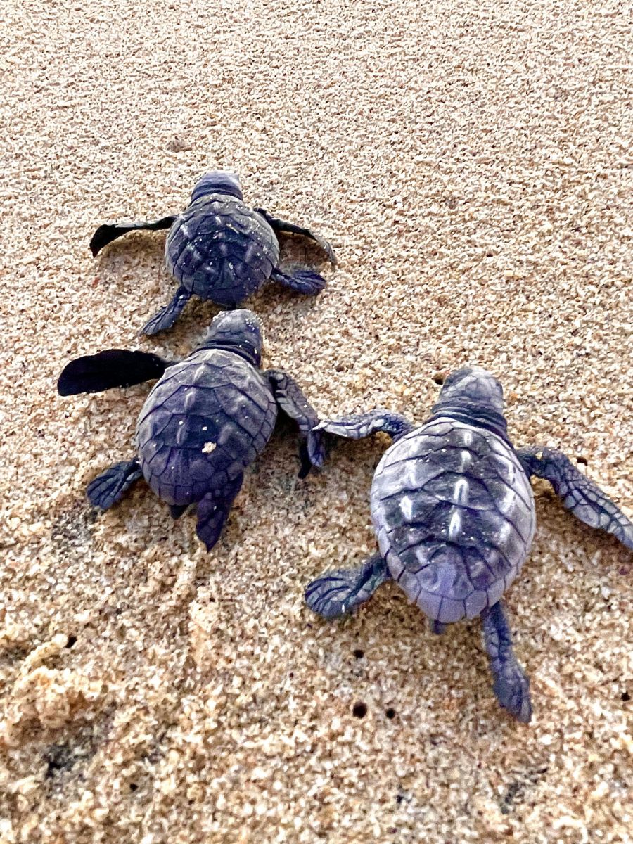 </who>Three babies in the sand.