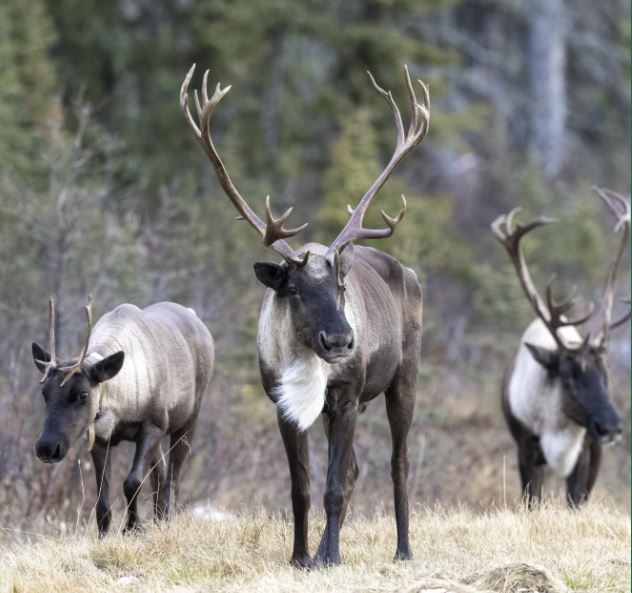 <who>Photo credit: Wilderness Committee</who>The southern mountain caribou is listed as 'threatened' under the Species at Risk Act.