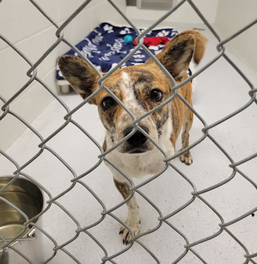<who>Photo Credit: BC SPCA</who>The tripod pup with her amputated leg.