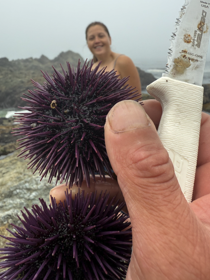 </who> Photo credit: LJI </who> Mariah Charleson gathering purple sea urchins along the Hesquiaht coastline.