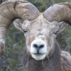 Kelowna man handed $13K fine, 3-year hunting ban for illegally killing a bighorn sheep