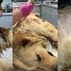 Golden retriever puppy dropped at BC SPCA with ‘significant wounds’ from ill-fitting harness