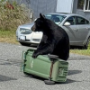 Three black bears killed over two days as human-wildlife conflict turns grim in Ucluelet