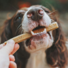 BC, Alberta hit by salmonella outbreaks linked to dog food and treats