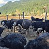 'They're safe today': Supreme Court issues interim stay on BC ostrich cull