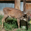 Province battles chronic wasting disease with targeted winter deer hunt in BC Interior